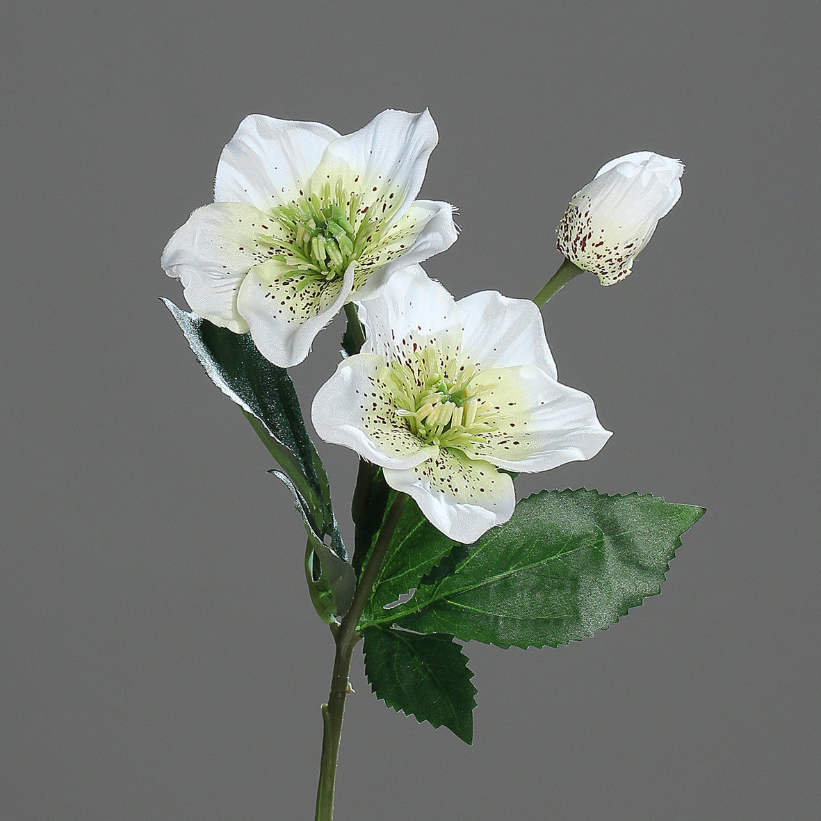 Christrose 2 Blüten, 1 Knospe creme-weiß 33cm lang