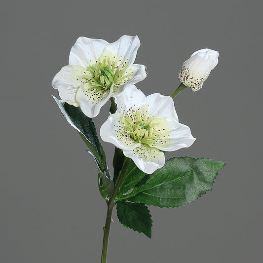 Christrose 2 Blüten, 1 Knospe creme-weiß 33cm lang