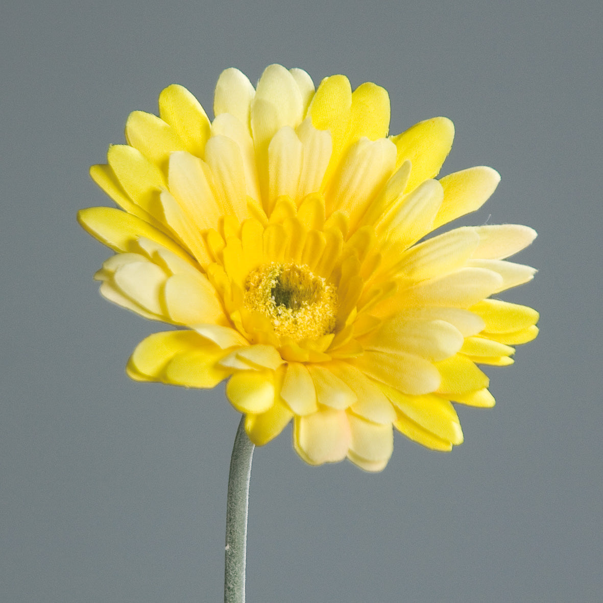 Gerbera gelb künstlich 12/57cm