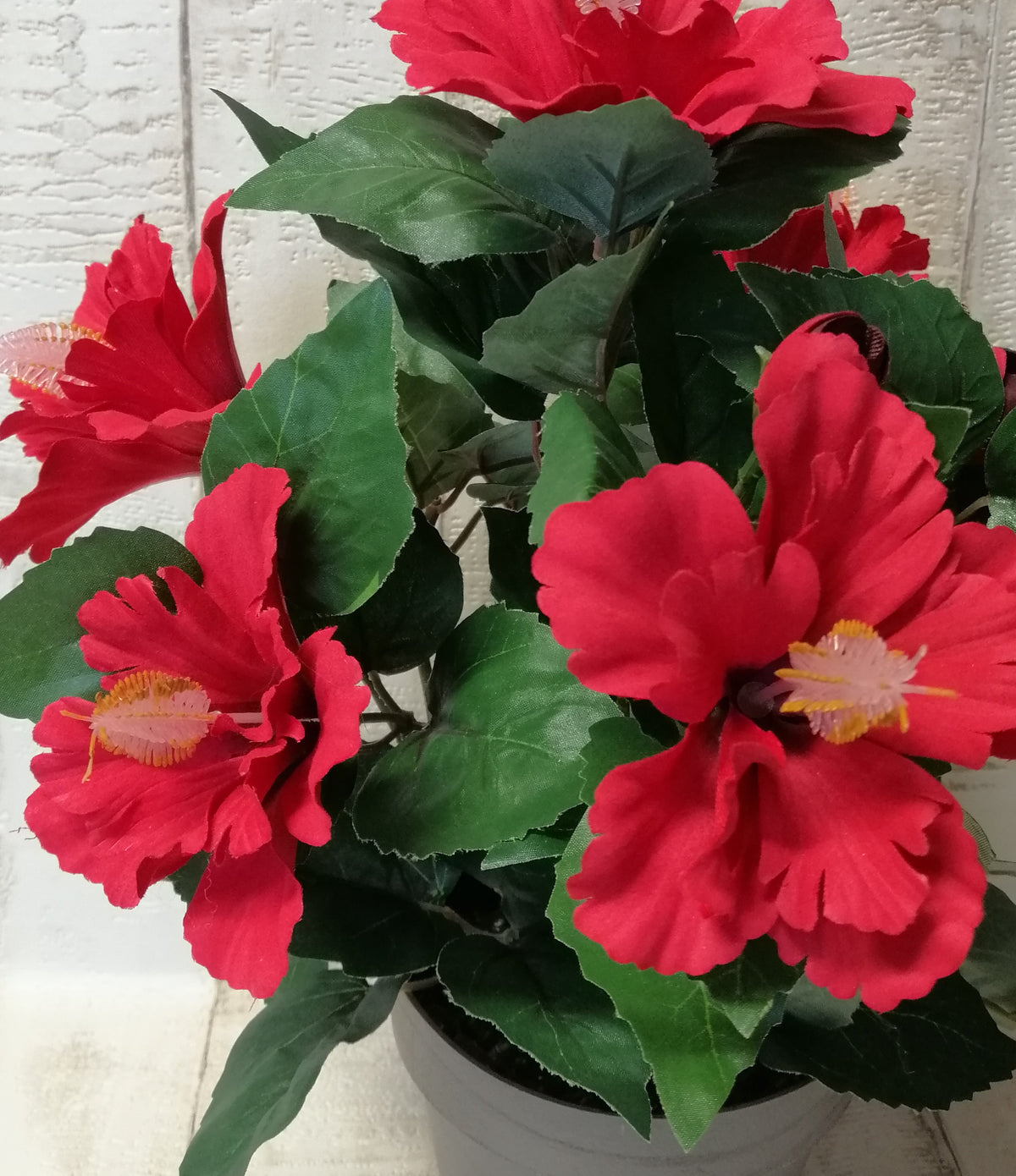 Hibiskus-Busch
